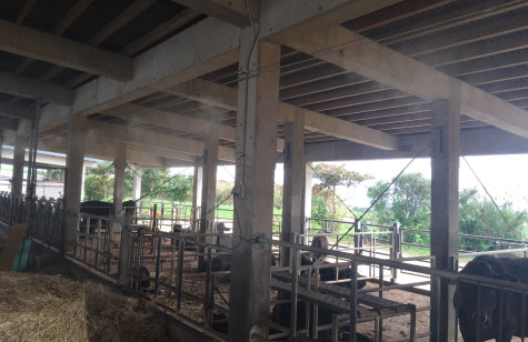 施工後の牛舎内部全景。清潔に保たれた環境