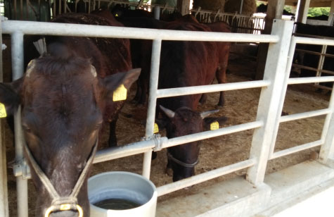 施工後の肉牛の様子。健康的な状態で飼育されている
