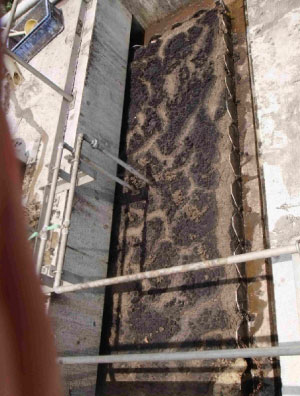 処理前の曝気槽 — バルキングで水面が覆われている（2013年4〜5月）